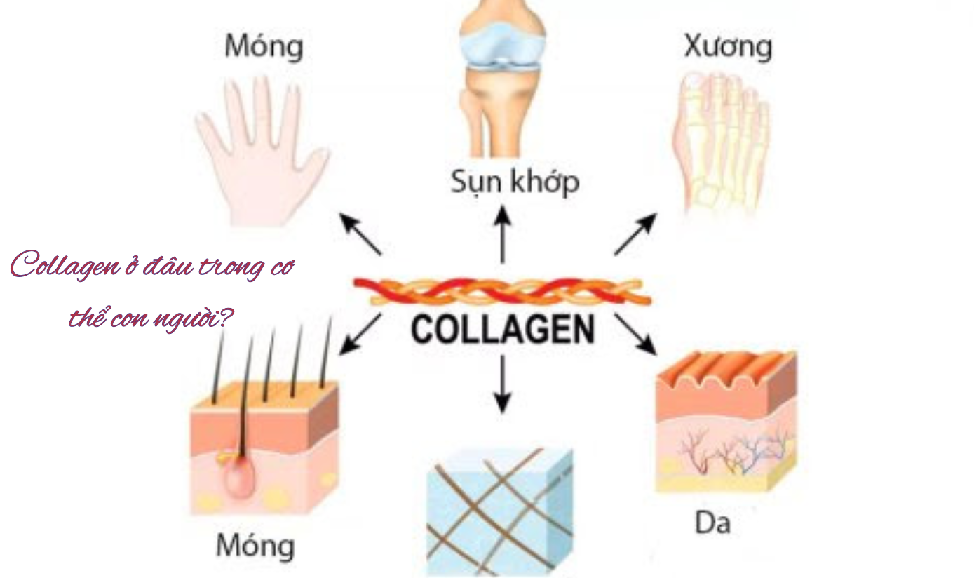 Những loại collagen trong cơ thể Những loại collagen trong cơ thể