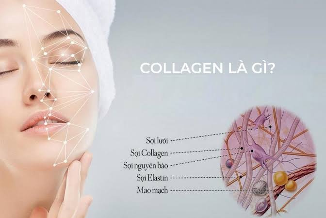 Collagen-la-gi-va-co-tac-dung-gi-doi-voi-co-the